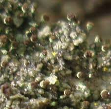 Attēlu rezultāti vaicājumam “Chaenotheca phaeocephala”