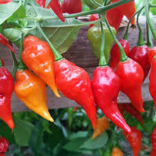 Afbeeldingsresultaat voor paper lantern hot pepper