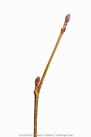 Attēlu rezultāti vaicājumam “Alnus glutinosa bud”