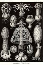 Attēlu rezultāti vaicājumam “Ascomycota”