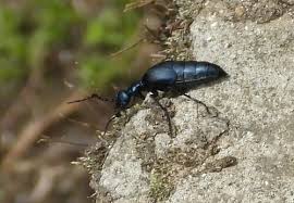 Attēlu rezultāti vaicājumam “Meloe sp. imago”