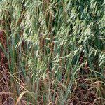 Attēlu rezultāti vaicājumam “Hordelymus europaeus leaf”