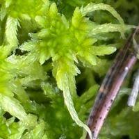 Attēlu rezultāti vaicājumam “Sphagnum fimbriatum”