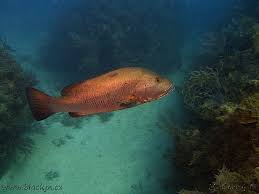 Image result for Lutjanus analis