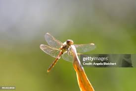 Attēlu rezultāti vaicājumam “Sympetrum flaveolum”