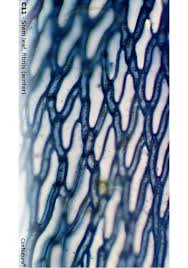 Attēlu rezultāti vaicājumam “Sphagnum angustifolium”