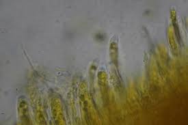 Attēlu rezultāti vaicājumam “Ombrophila violacea”