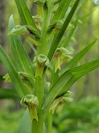 Attēlu rezultāti vaicājumam “Dactylorhiza russowii”
