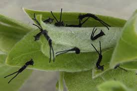 Attēlu rezultāti vaicājumam “Cerura vinula imago”