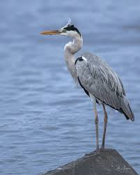 Attēlu rezultāti vaicājumam “Ardea cinerea”