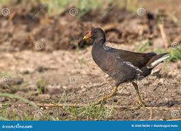 Attēlu rezultāti vaicājumam “Gallinula chloropus adult”