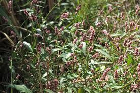 Attēlu rezultāti vaicājumam “Persicaria maculosa”