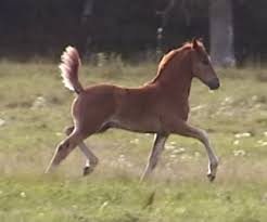Image result for chestnut friesian