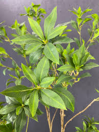 Attēlu rezultāti vaicājumam “Enkianthus chinensis leaf”