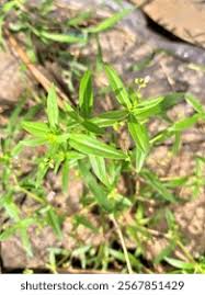 Attēlu rezultāti vaicājumam “Veronica scutellata”