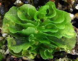 Attēlu rezultāti vaicājumam “Fossombronia foveolata sporophyte”