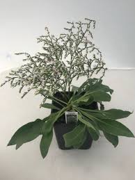 Attēlu rezultāti vaicājumam “Conioselinum tataricum”