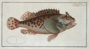 Image result for Scorpaena porcus