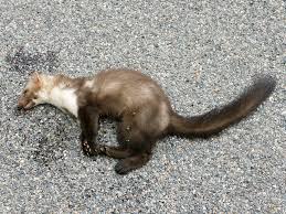 Attēlu rezultāti vaicājumam “Martes foina”