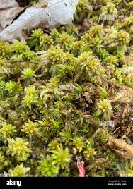 Attēlu rezultāti vaicājumam “Sphagnum wulfianum”