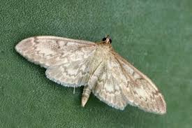 Attēlu rezultāti vaicājumam “Anania lancealis”