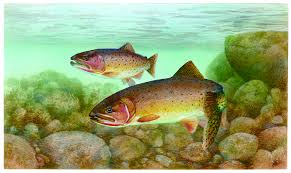 Image result for Oncorhynchus clarkii
