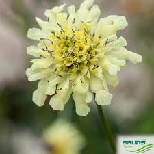 Attēlu rezultāti vaicājumam “Scabiosa ochroleuca”