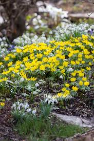 Attēlu rezultāti vaicājumam “Eranthis hyemalis”