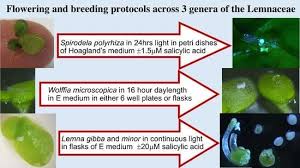 Attēlu rezultāti vaicājumam “Lemna gibba”
