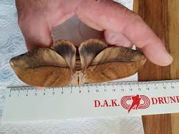 Attēlu rezultāti vaicājumam “Lasiocampidae”