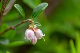 Attēlu rezultāti vaicājumam “Vaccinium vitis-idaea bud”
