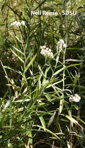 Attēlu rezultāti vaicājumam “Anaphalis margaritacea leaf”