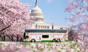 Image result for "cherry blossom" washington