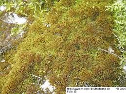 Attēlu rezultāti vaicājumam “Didymodon fallax var. brevifolius”