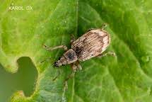 Attēlu rezultāti vaicājumam “Polydrusus tereticollis”