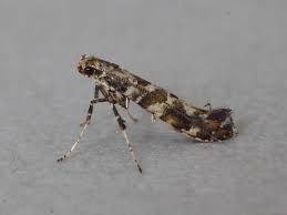 Attēlu rezultāti vaicājumam “Gracillaria syringella”