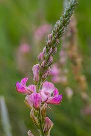 Attēlu rezultāti vaicājumam “Onobrychis arenaria”