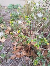 Attēlu rezultāti vaicājumam “Senecio vulgaris flower”