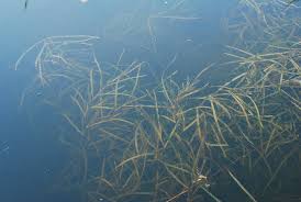 Attēlu rezultāti vaicājumam “Potamogeton compressus”