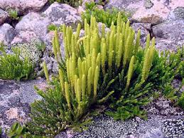 Attēlu rezultāti vaicājumam “Lycopodiaceae”