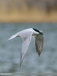 Image result for Gelochelidon nilotica