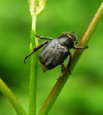 Attēlu rezultāti vaicājumam “Hoplia graminicola”