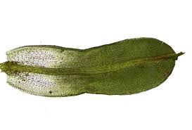 Attēlu rezultāti vaicājumam “Syntrichia virescens”