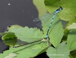 Attēlu rezultāti vaicājumam “Coenagrion pulchellum male”