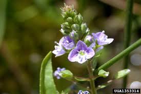 Attēlu rezultāti vaicājumam “Veronica anagallis-aquatica”