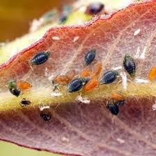 Attēlu rezultāti vaicājumam “Aphis farinosa”