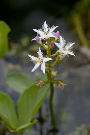 Attēlu rezultāti vaicājumam “Menyanthes trifoliata leaf”