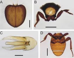 Attēlu rezultāti vaicājumam “Ptinus sp.”