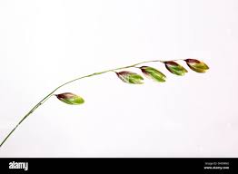 Attēlu rezultāti vaicājumam “Melica nutans leaf”