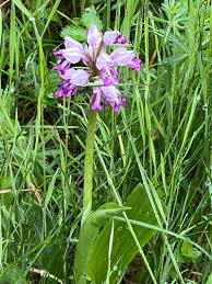 Attēlu rezultāti vaicājumam “Orchis militaris leaf”